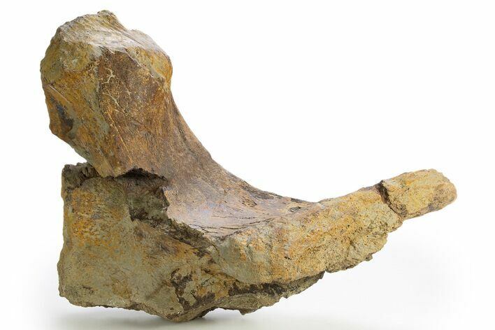 Dinosaur (Triceratops) Partial Mandible Bone - Wyoming #312020